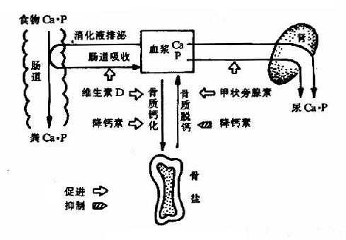 钙磷代谢概貌