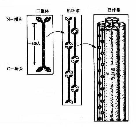 α角蛋白的结构