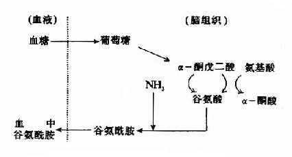 脑中谷氨酸代谢与氨的消除