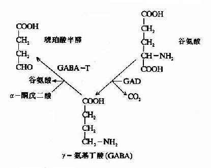 GAD和GABA－T的作用