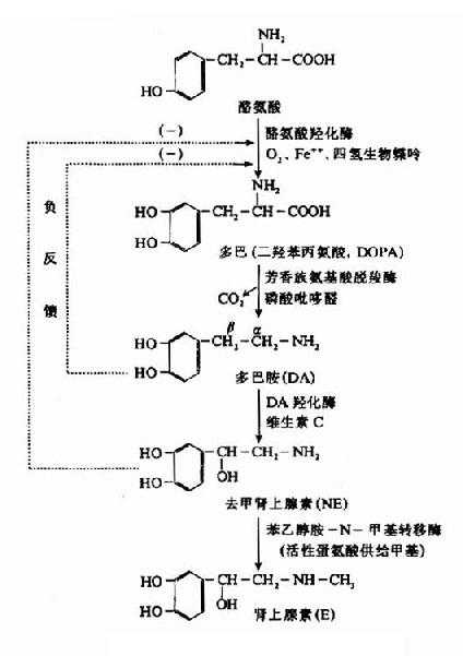 儿茶酚胺类的生物合成