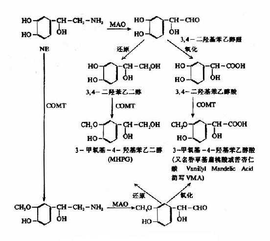 去甲肾上腺素的分解代谢