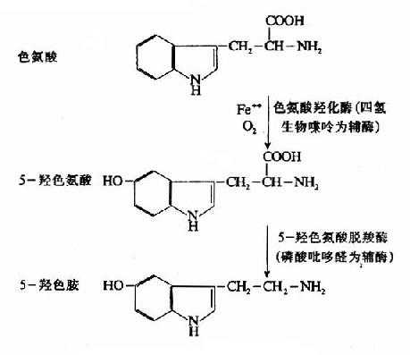 5－HT的生成