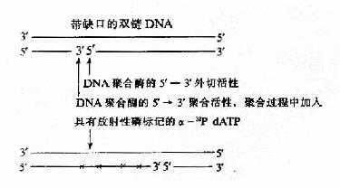 缺刻平移标记DNA探针