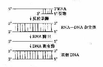 反转录酶催化的反转录作用