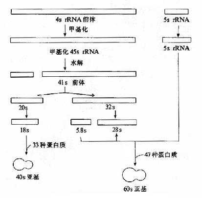 真核生物rRNA前体的加工