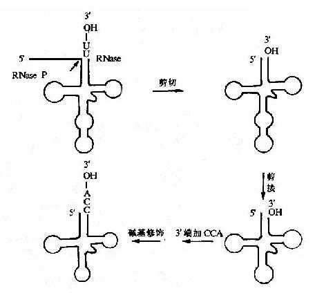 tRNA前体的加工