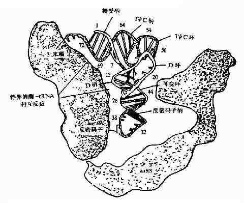 氨基酰－tRNA合成酶与tRNA的相互作用