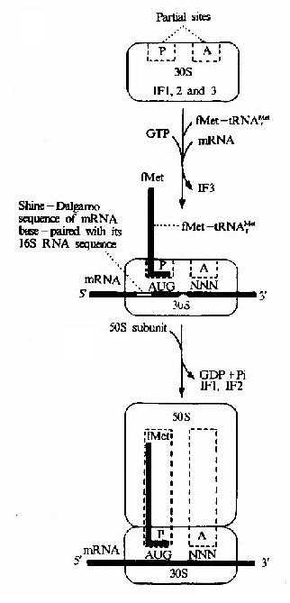 Initiationof translation im E.cole.The initiating tRNA,tRNAMetf,is represented by theblue line,the anticodon being the horizontal short line.The fMet-tRNAMetf isdelivered to the 30s subunit by IF2.NNN represents any codon (N for anynucleotie).Note.The ribosome also has an exit site not shown in thediagram.This site will be discussed later.