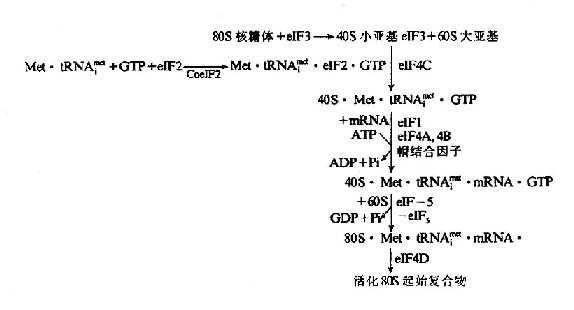 真核细胞翻译起始复合物的形成