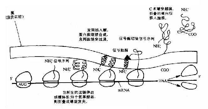 蛋白质合成后的分泌过程