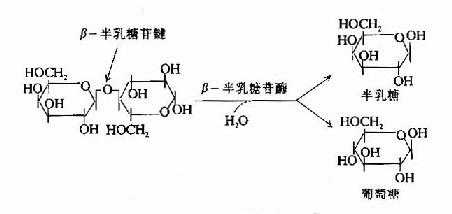 β-半乳糖苷酶的作用