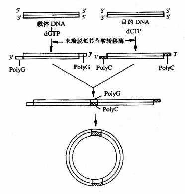 同聚物加尾连拉法