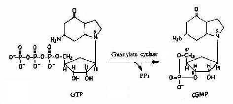 cGMP的生成