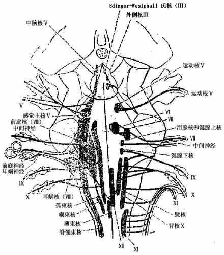 颅神经及其神经核