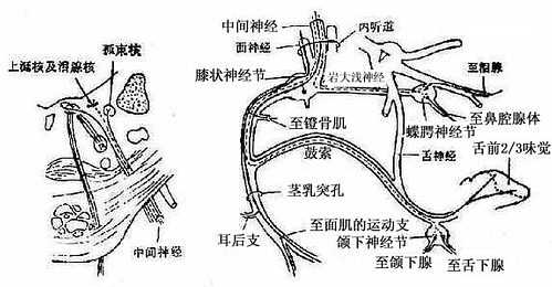 面神经通路