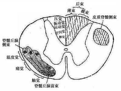 脊髓感觉纤维的排列