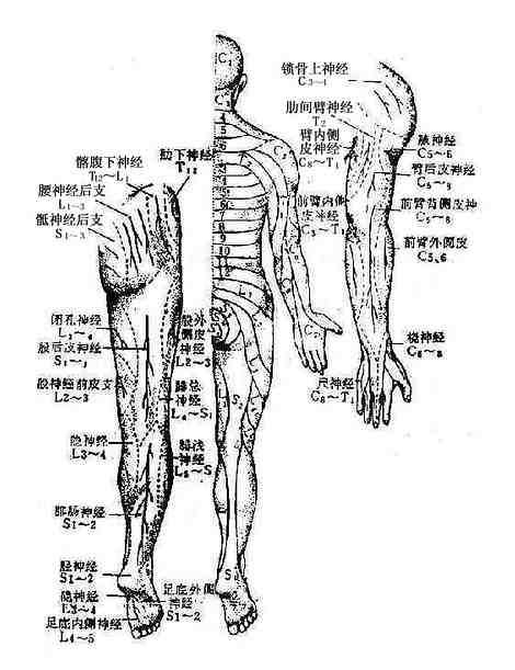 周围型(神经干型)及节段型感觉分布(背面)