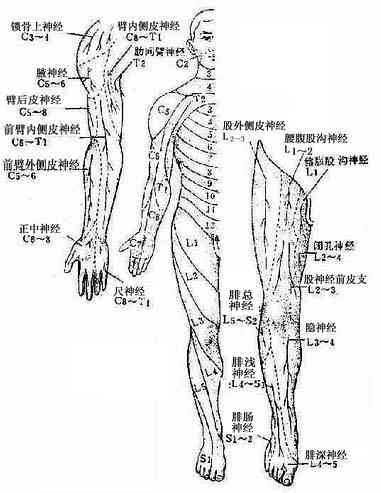 周围型(神经干型)及节段型感觉分布(腹面)
