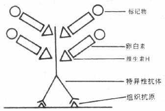 LAB技术