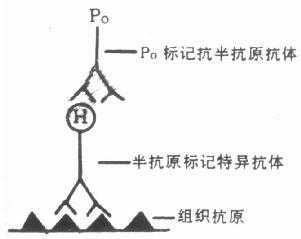 半抗原标记抗体酶技术—两步法
