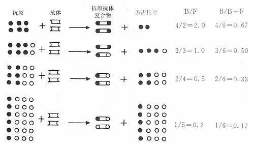 放射免疫分析原理示意图