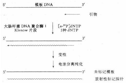 DNA聚合酶i Klenow片段标记合成寡核苷酸探针