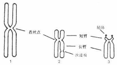 正常人体细胞的三种染色体