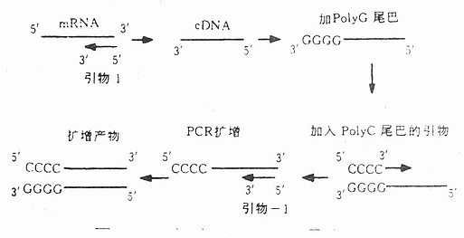 锚定PCR原理示意图