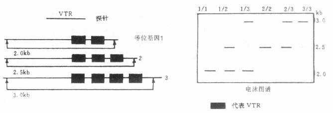可变串联重复顺序(VTR)示意图