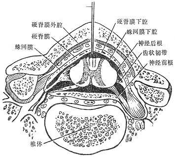 脊椎椎管的横切面