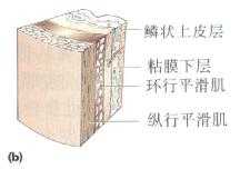 食管壁结构平滑肌层的远段结构