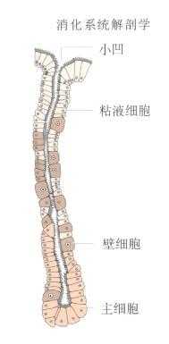 胃腺