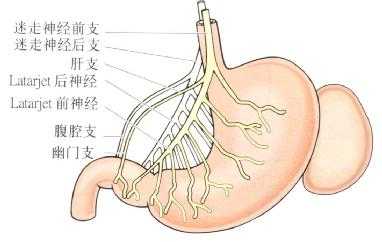 迷走神经