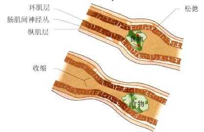 小肠的一个蠕动收缩将内容物向远端推进