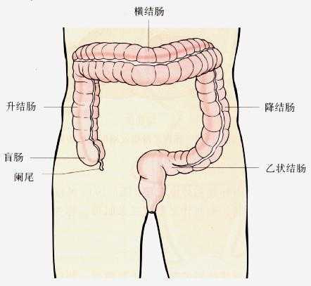 大肠——结肠位置区分