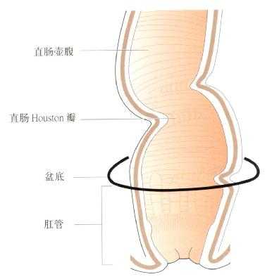 直肠及肛管截面观