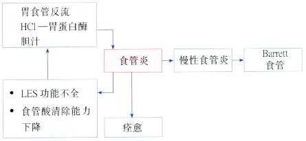 食管炎的病理生理变化