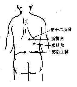 腹部后面体表标志示意图