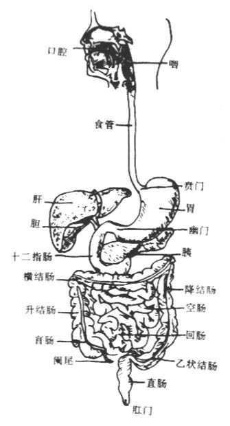 龌齿的影响
