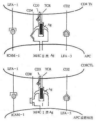 参与T细胞对靶细胞识别的分子(模式图)
