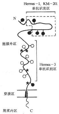 CD44分子的结构