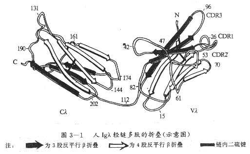 人Igλ轻链多肽的折叠(示意图)