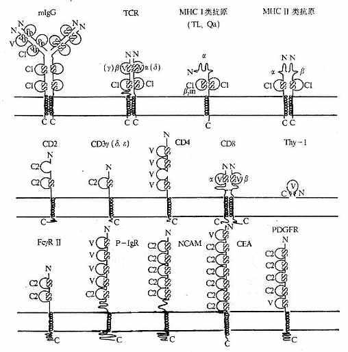 免疫球蛋白超家族V组、C1组和C2组(举例)