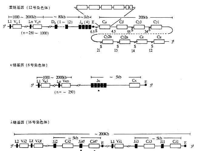 小鼠Ig基因结构