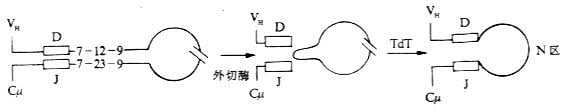 N区插入D-J连的接处(示意图)