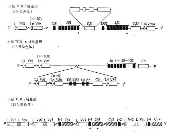 小鼠TCR基因的结构