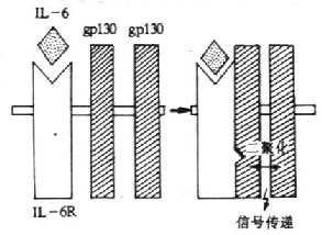 IL-6受体信号传递的模式图