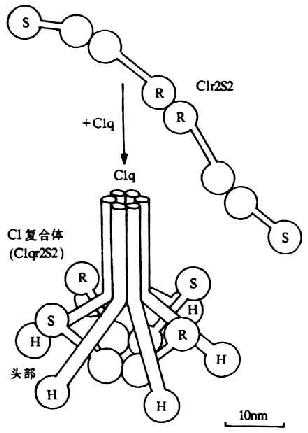C1分子(C1q、C1r和C1s)的结构(示意图)