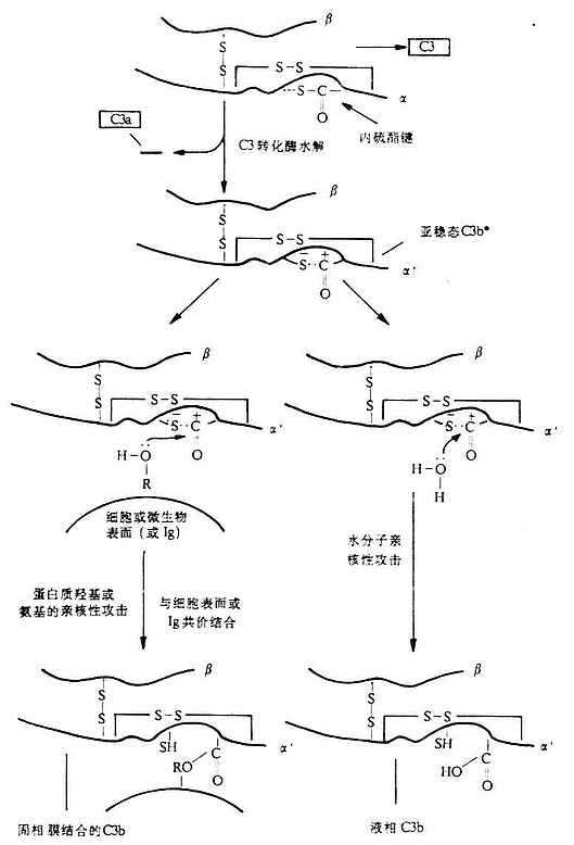 C3b的酯化反应(图解)